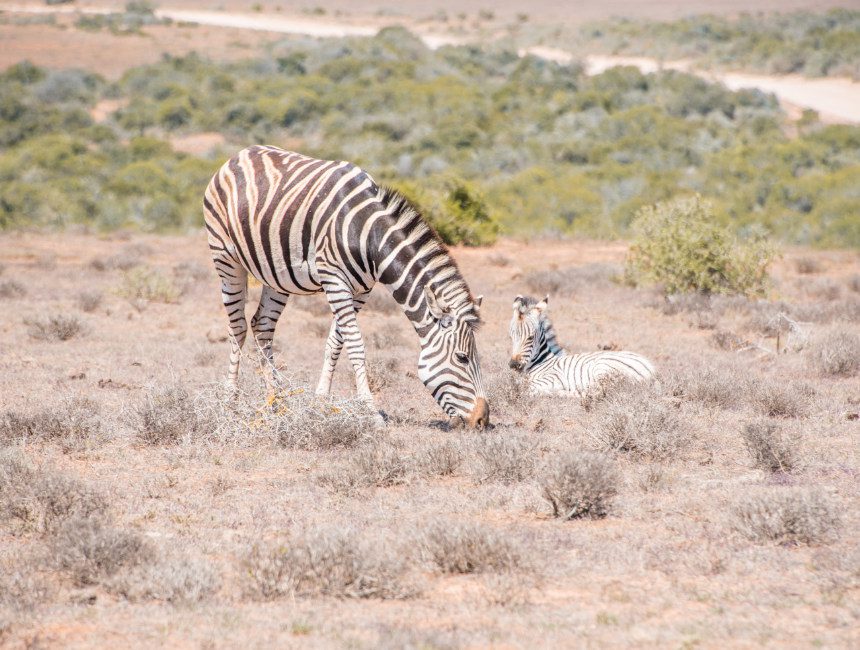 Addo Elephant National Park Tuinroute