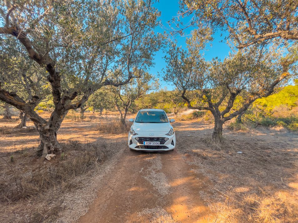 olijfbomen zakynthos