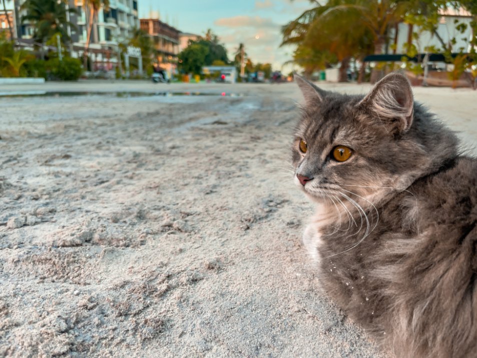 katten Malediven