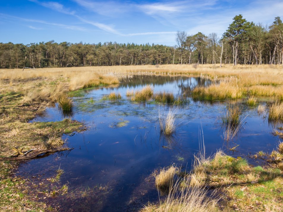 Drents-Friese Wold