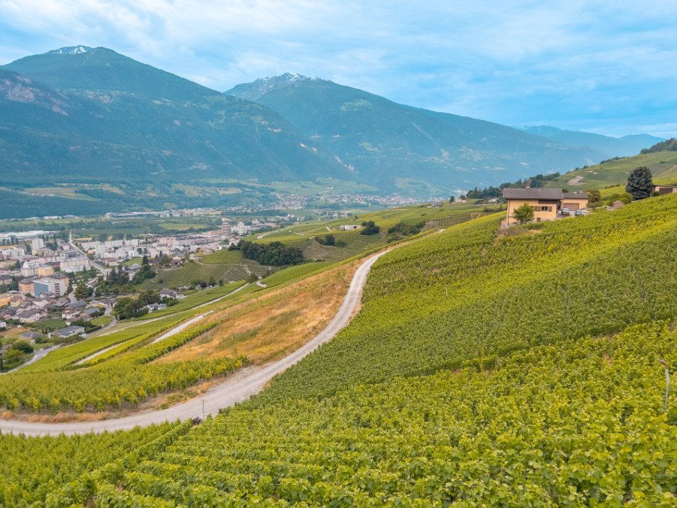 Crans Montana wijngaarden