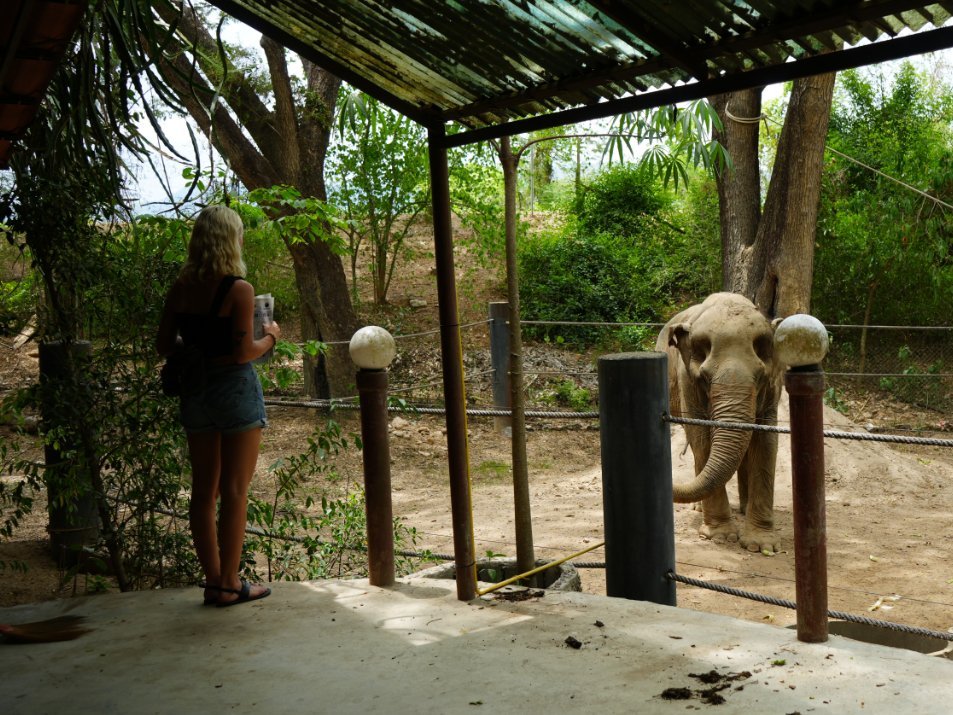 Elephant Refuge and Wildlife Rescue Center